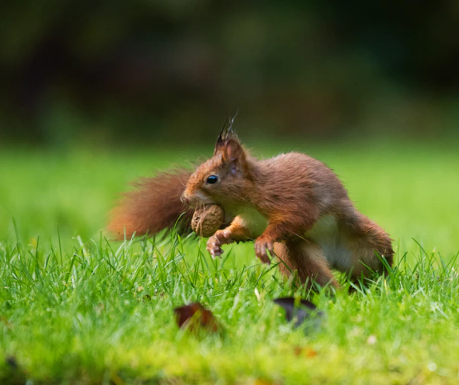 Squirell with a nut 